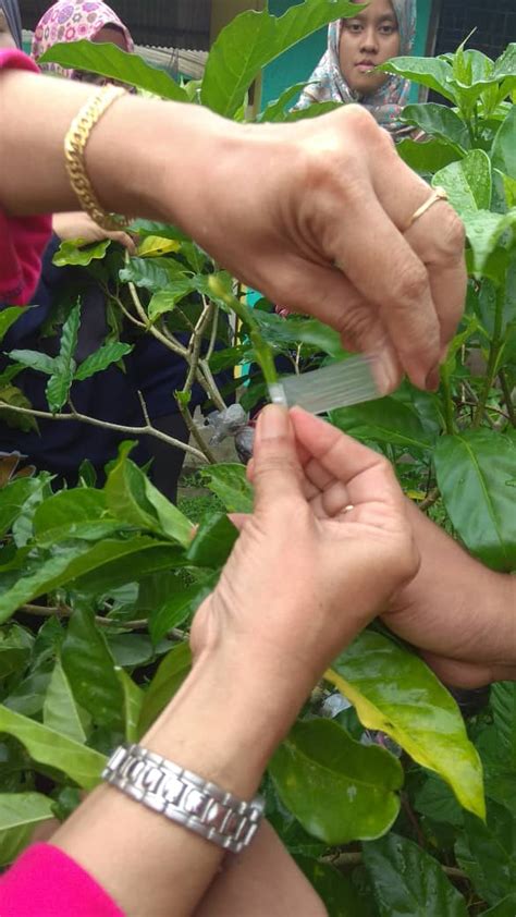 minggu  teknik cantuman baji