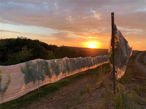Impressionen | Weingut Keune