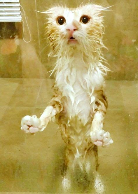 wet cat meme funny