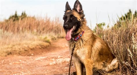 Belgian Malinois | Breed Guide | Pet Better with Pet Circle