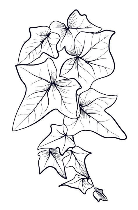 black and white hand drawn ivy branches illustration 47582296 Vector