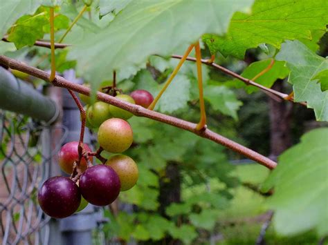Pick Your Own Muscadine Grapes in North Carolina