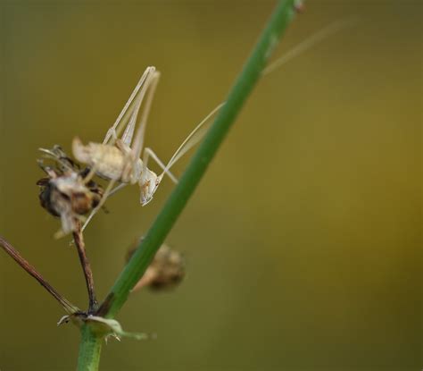 Phanéroptère liliacé - juvénile ( Tylopsis lilifolia) | Flickr