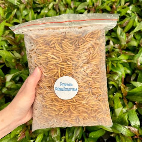 do mealworms have eyes 1