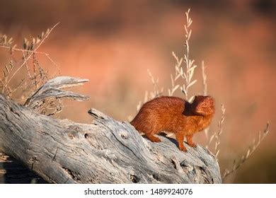 48 imágenes de Galerella sanguinea - Imágenes, fotos y vectores de ...