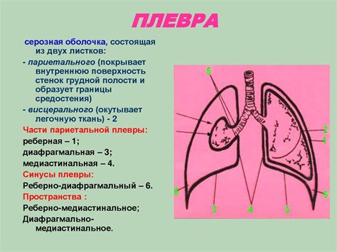 Топографическая анатомия и оперативная хирургия груди - презентация онлайн