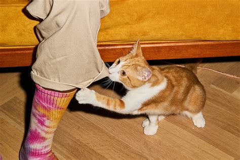 Cat kneading behaviour: why does my cat knead me? | KatKin