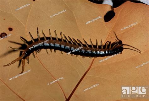 Centipede (scolopendromorpha sp.) west coast of florida, stock photo, picture and rights managed