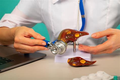 Premium Photo | Doctor holding anatomical liver model and stethoscope ...