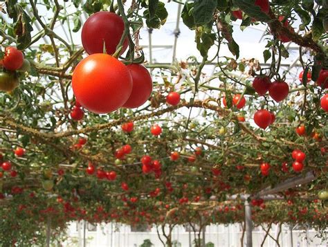 53 best images about Hanging Tomatoes on Pinterest | Cherries, Patio ...