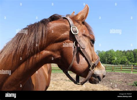sweet horse friends stock photo alamy