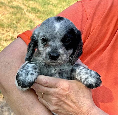 Mini Cocker Spaniel Puppies