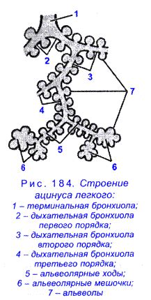 Рис. 184 Строение ацинуса легкого