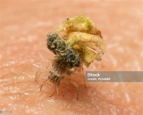 Chrysopidae Larvae In Thailnad Stock Photo - Download Image Now ...