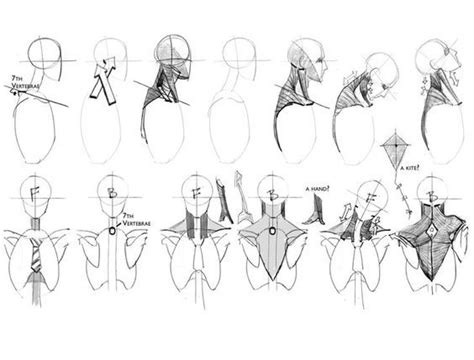 neckrefs human anatomy drawing anatomy sketches human figure drawing