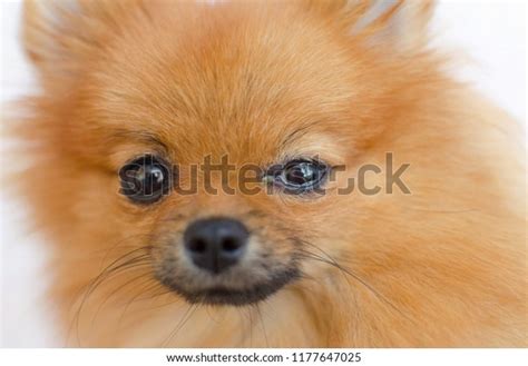 47 Dog Ophtalmology Images, Stock Photos, 3D objects, & Vectors ...