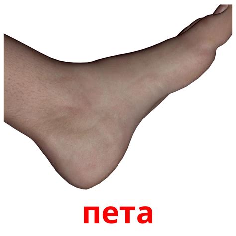 26 Printable Body Parts Flashcards in Bulgarian (Free PDF)