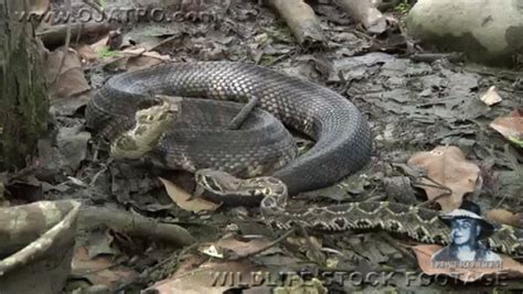 Snake Attack! GIF - Animals Snakes Surprise - Discover & Share GIFs