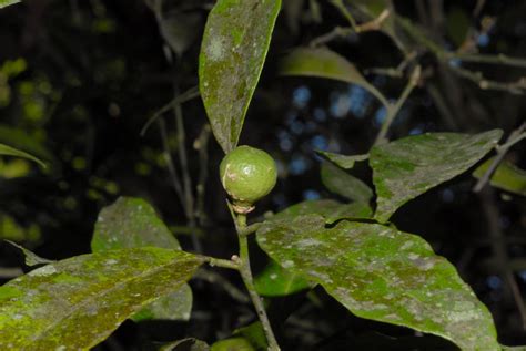 Citrus reticulata (Rutaceae) image 28325 at