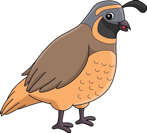 Quail Animal Cartoon Colored Clipart Illustration 10993674 Vector Art