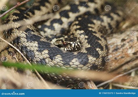 A Stunning Adder, Vipera Berus, Snake Just Out of Hibernation Basking in the Morning Sunshine ...