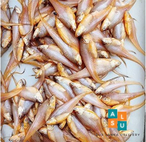 Fresh Sudda Fish clean 1kg – Aus Lanka Delivery