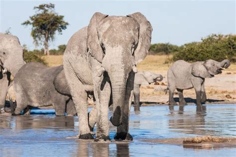 The Perfect Botswana Travel Guide - Demand Africa