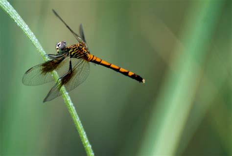 Life is a lot like Ronald Reagan: Chesapeake Bay Wildlife