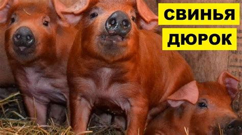 Разведение свиней дюрок как бизнес идея | Порода свиней Дюрок ...