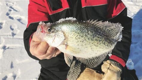 10 Best Ice Fishing Lures for Crappie in 2024 ⋆ Tackle Scout