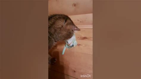 кошачья мята с озон#кот# - YouTube