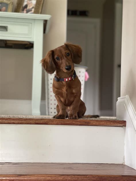 Fletcher is photogenic. : r/Dachshund