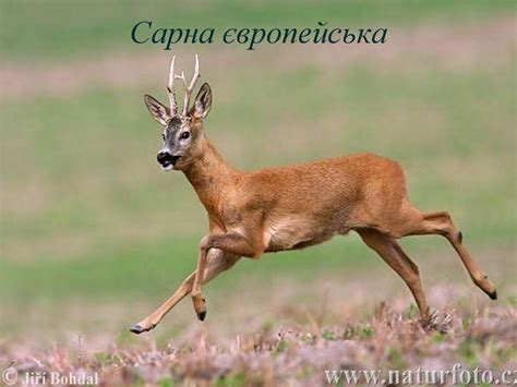Дикі тварини - online presentation
