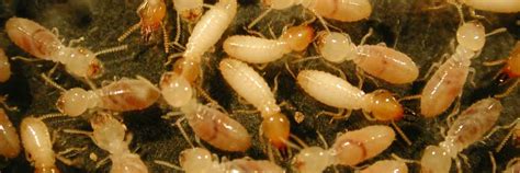 Termite Species in South Africa | Rentokil Pest Control