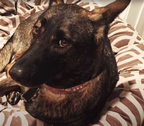 Shannen Doherty's Dog Bowie Was The Hero Who First Detected Her Cancer ...