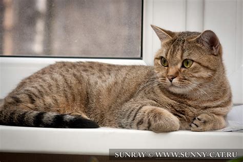 Yuma SunRay - Альбом фотографий #1469 - Черная пятнистая британская ...