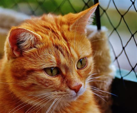 Картинки рыжих котов (51 фото) - 51 фото