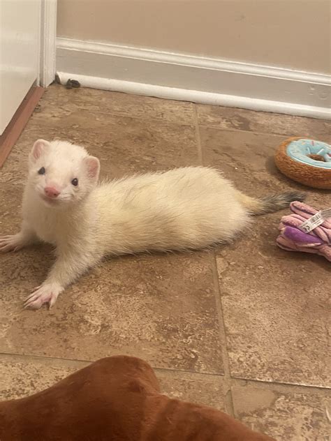 best ferret vomiting cheap 6