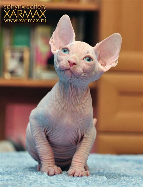 Kittens for sale - SPHYNX CATTERY XARMAX. Котята питомника ХАРМАХ