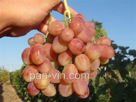 Басанти — pan-vin.com