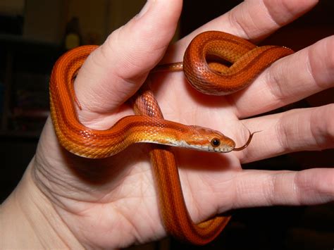 27+ Corn snake pet info