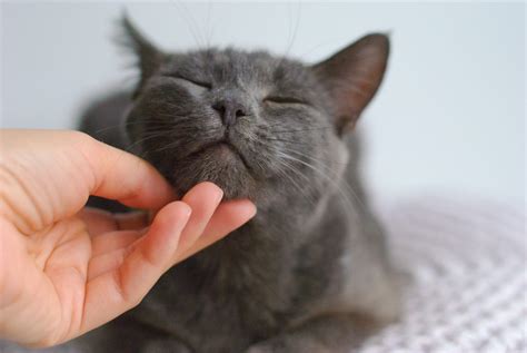 Мушля | Хочукота