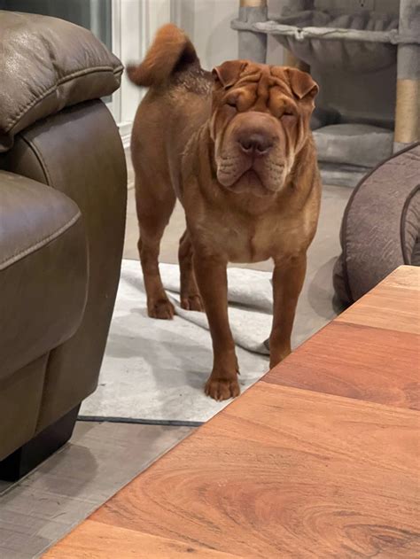 Two miniature Chinese Shar-Pei dogs | Dogs & Puppies for Rehoming ...