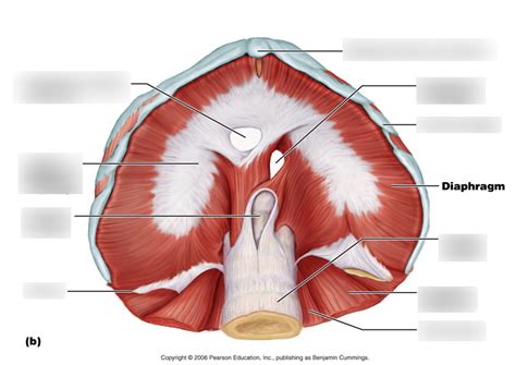 diaphragm diagram terms definitions biology study set flashcards