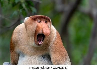 Proboscis Monkey Photos, Images & Pictures | Shutterstock