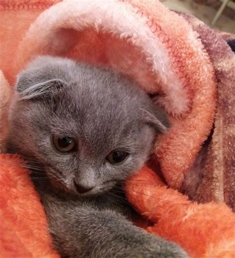 Should I get a Scottish Fold Cat? - Scottish Fold Cats and Kittens