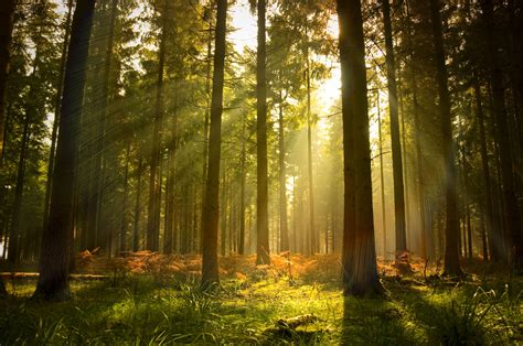 Forest Light Wallpapers - Wallpaper Cave