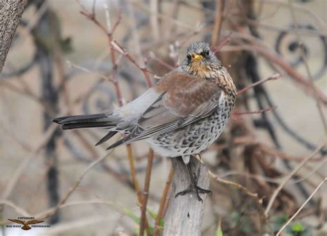 Fieldfare | BirdForum