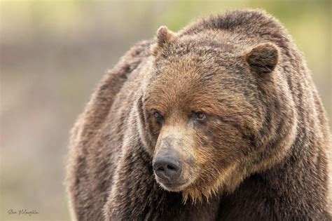 Tips for Photographing Elk in Banff and Jasper – Mountains and Treasures