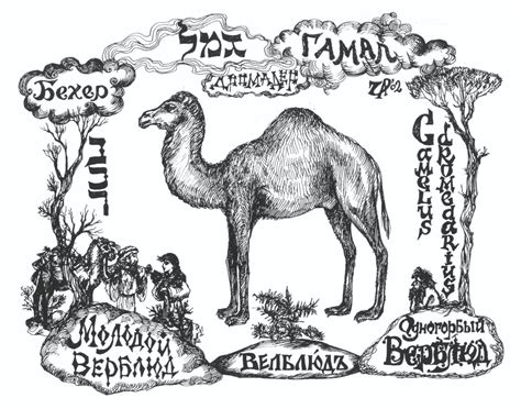 Библейский бестиарий: גמל – ‘гамал’ | Я-Тора